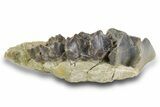 Fossil Titanothere (Megacerops) Partial Maxilla - South Dakota #300016-1